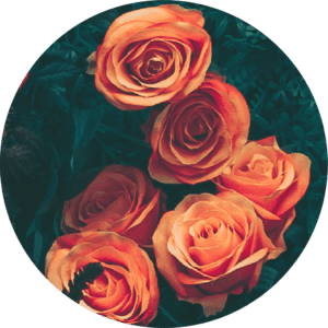 Orange roses with dark green leaves background.