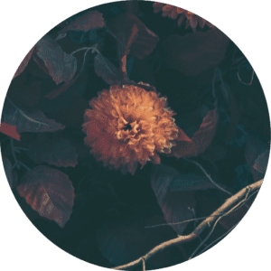 Orange flower surrounded by dark leaves.