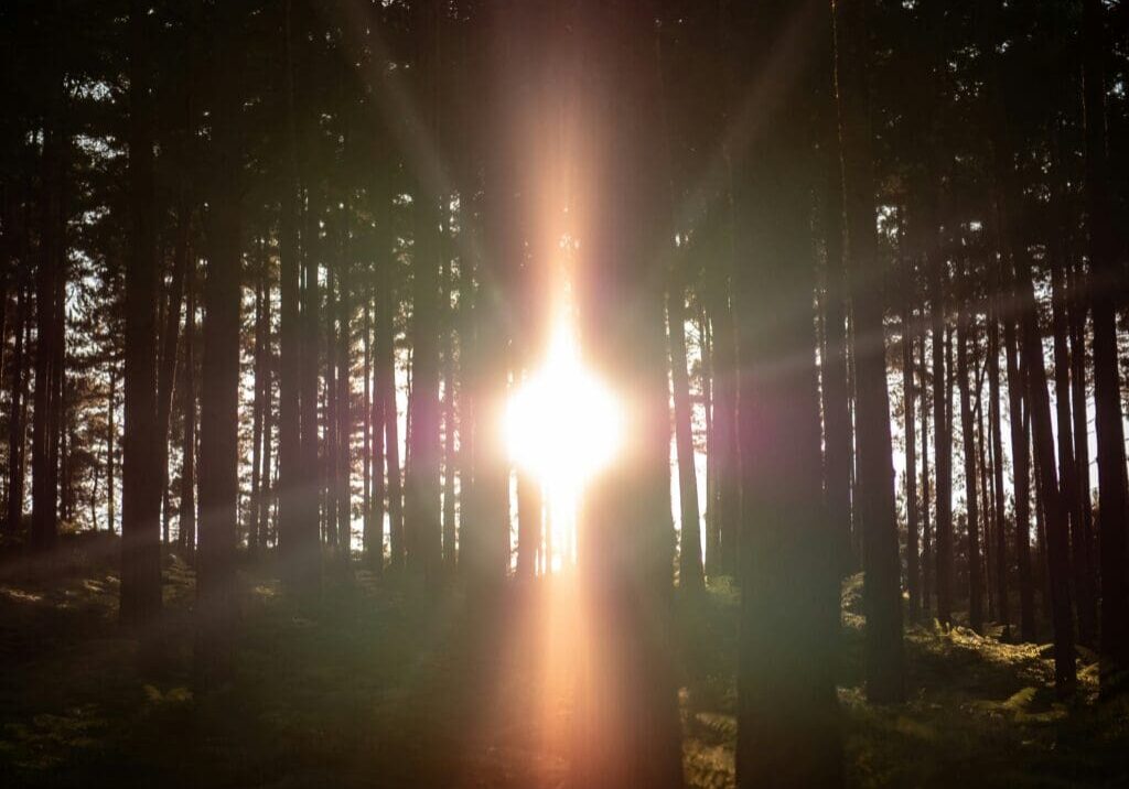 Sun shining through forest trees.